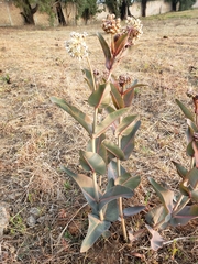 Asclepias glaucescens