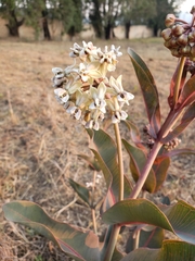 Asclepias glaucescens