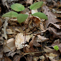 Smilax hugeri