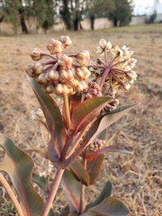 Asclepias glaucescens
