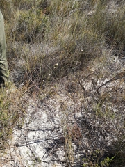 Lachnaea capitata