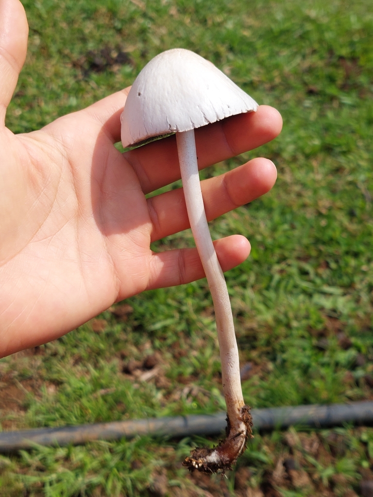 Panaeolus antillarum · March 2024 · photo: © danielmesa1 (iNaturalist, cc-by)