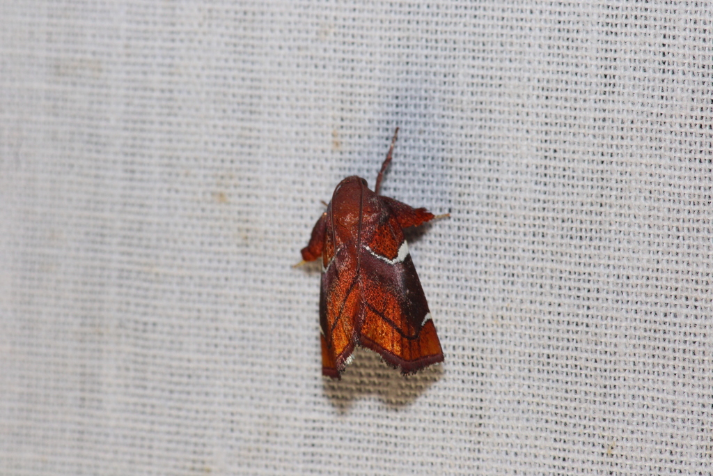 Hypocosmia pyrochroma