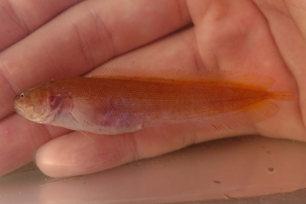 Riau Viviparous Brotula