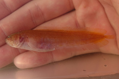 Riau Viviparous Brotula photo 1