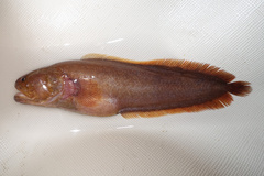 Ryukyu Viviparous Brotula photo 2