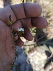 Lachnaea capitata