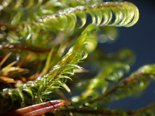 Image of Racomitrium lawtonae by no rights reserved