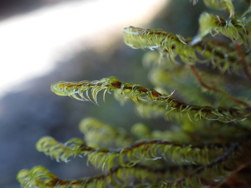 Image of Racomitrium lawtonae by no rights reserved