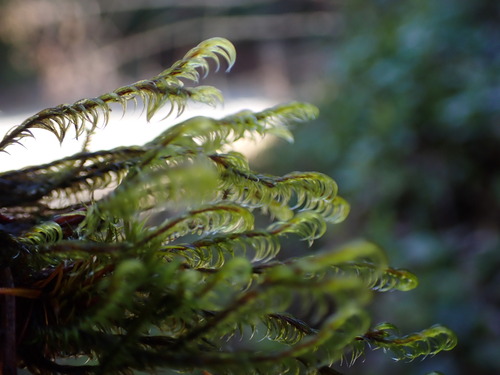 Image of Racomitrium lawtonae by no rights reserved