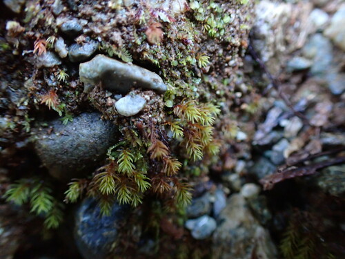 Image of Oligotrichum aligerum by no rights reserved