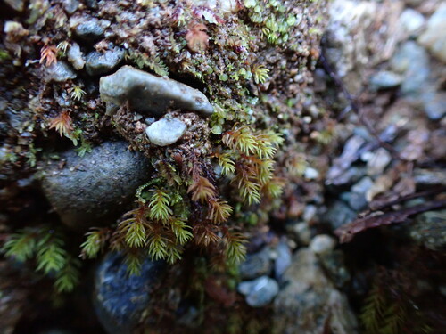 Image of Oligotrichum aligerum by no rights reserved
