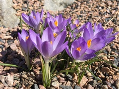 Crocus vernus