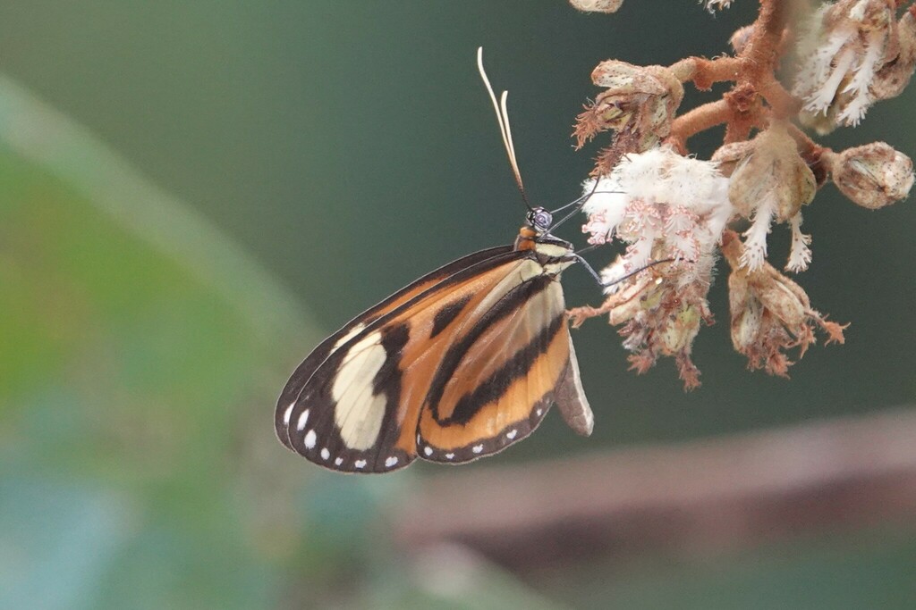Hypothyris vallonia