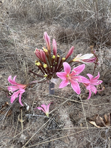 Ammocharis longifolia
