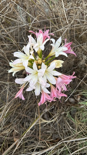 Ammocharis longifolia