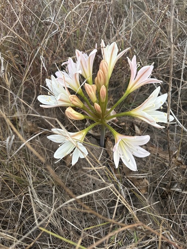 Ammocharis longifolia