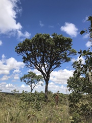 Vochysia thyrsoidea