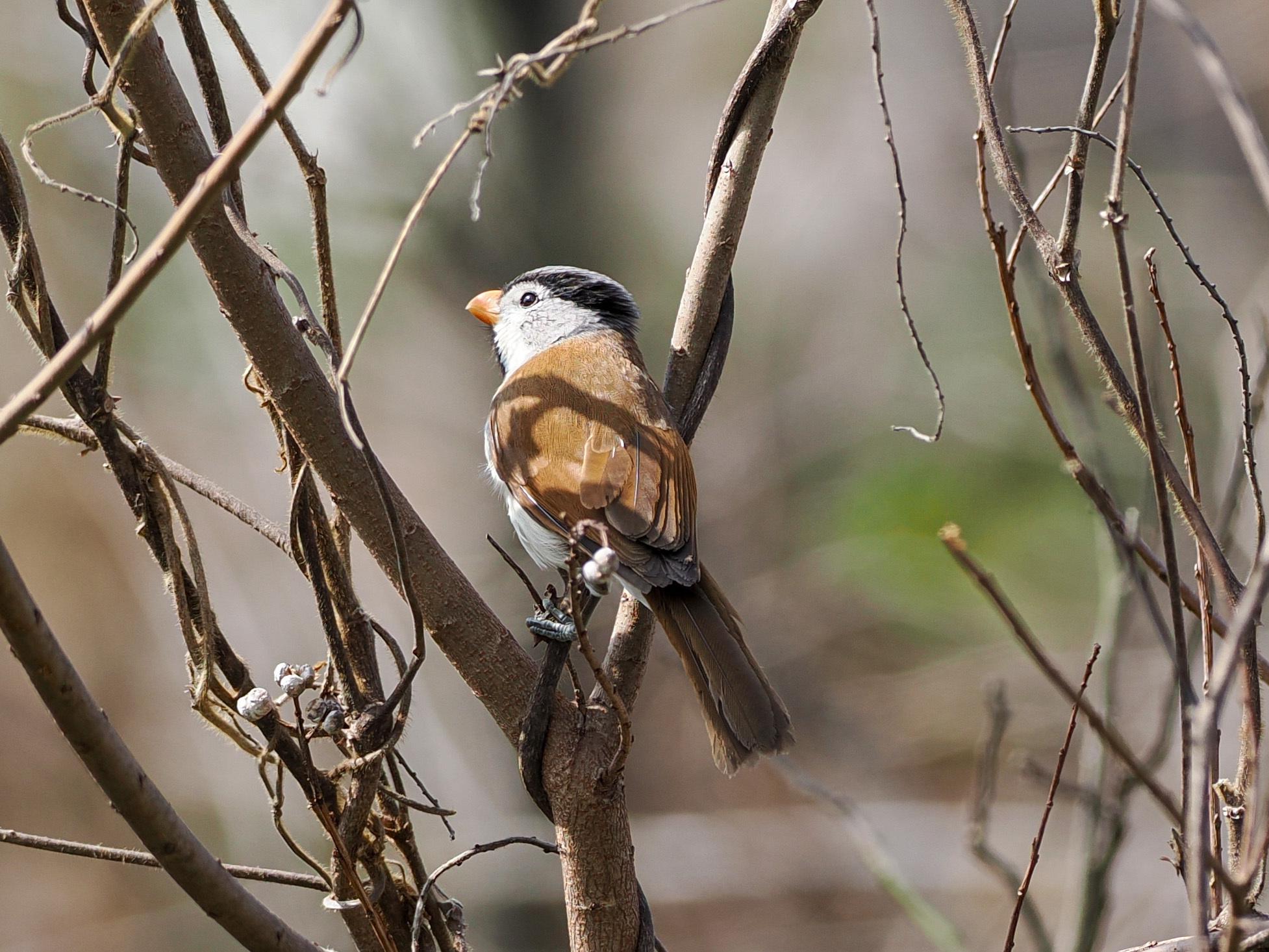Grey-headed Parrotbill