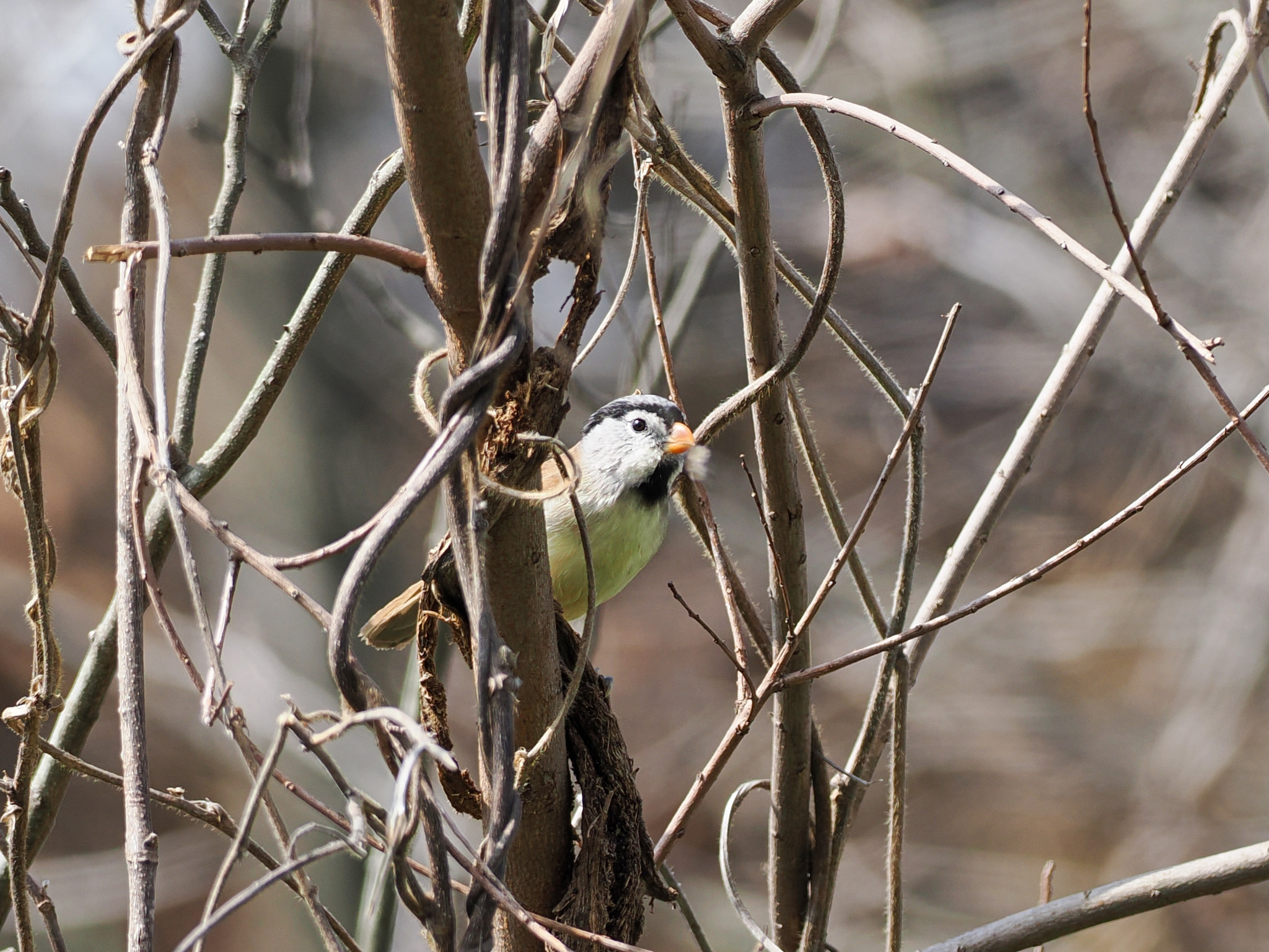 Grey-headed Parrotbill