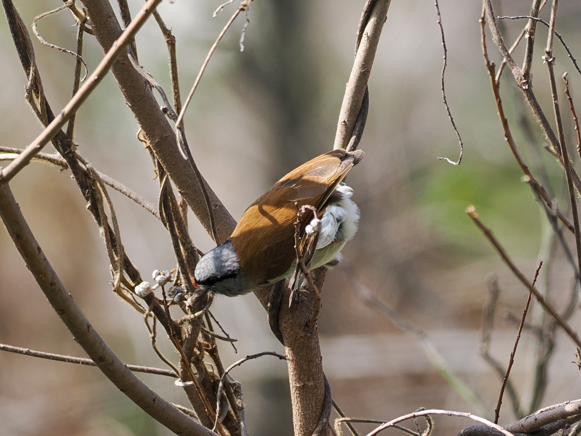 Grey-headed Parrotbill