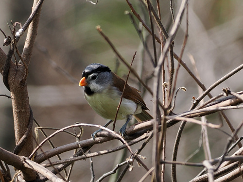 Gray-headed Parrotbill