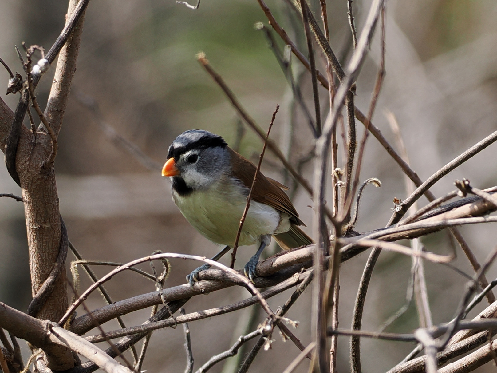 Grey-headed Parrotbill