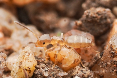 Tapinolepis candidaTapinolepis candida