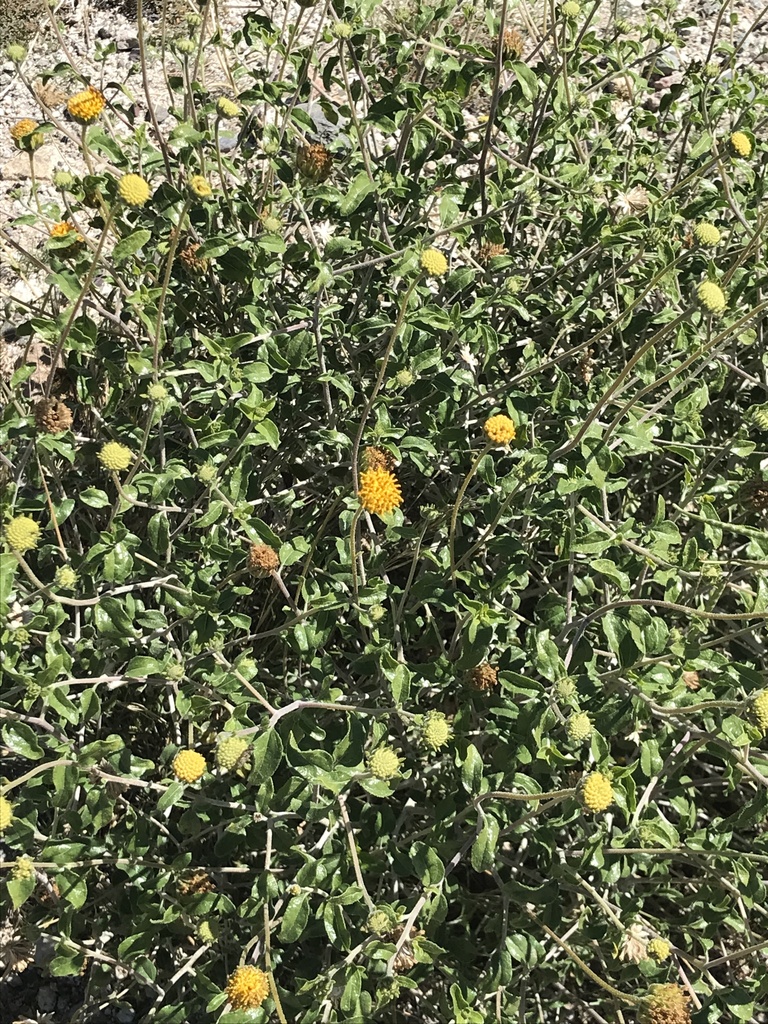 button brittlebush from US95, Needles, CA, US on March 17, 2024 at 11