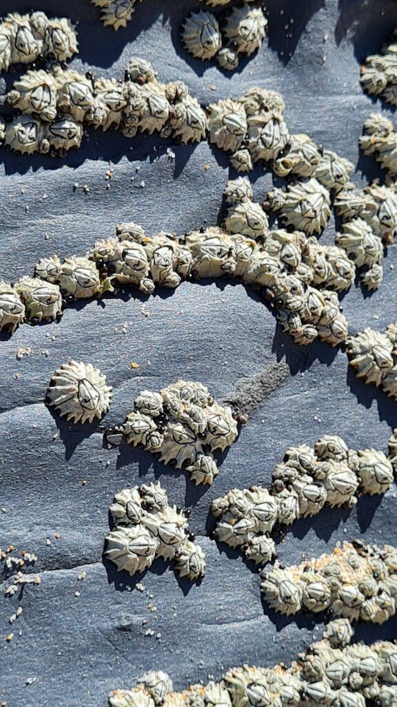 Tooth Barnacle from Keurboomstrand on November 26, 2023 at 09:27 AM by ...