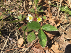 Fragaria vesca americana