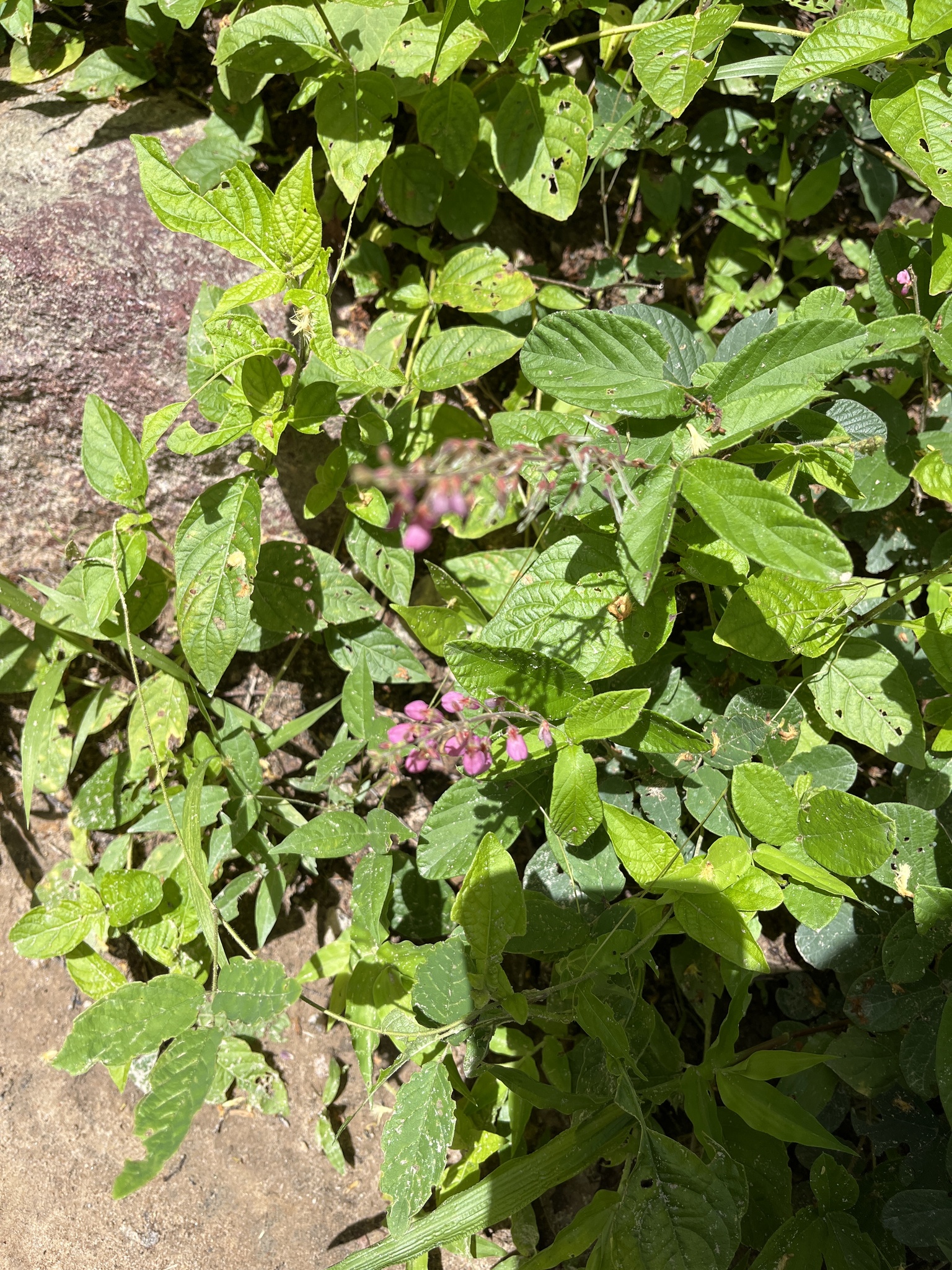 Desmodium incanum