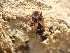 Trapezonotus dispar