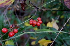 Smilax walteri