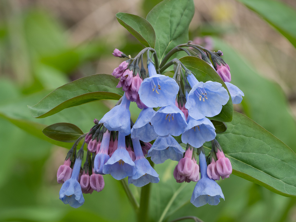 Mertensia virginica — a medium houseplant, prefers partial sun light