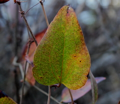 Smilax walteri