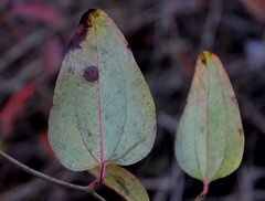 Smilax walteri