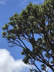 Vochysia thyrsoidea