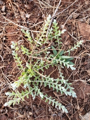 Evolvulus prostratus