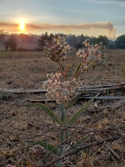 Asclepias glaucescens