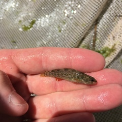 Etheostoma grahami