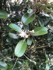 Capparis cynophallophora