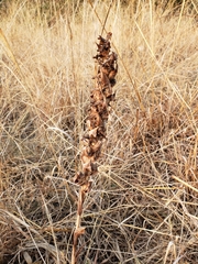 Dichromanthus michuacanus