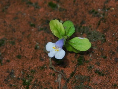 Mazus pumilus