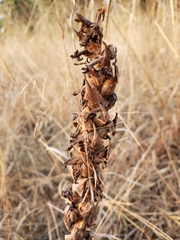 Dichromanthus michuacanus