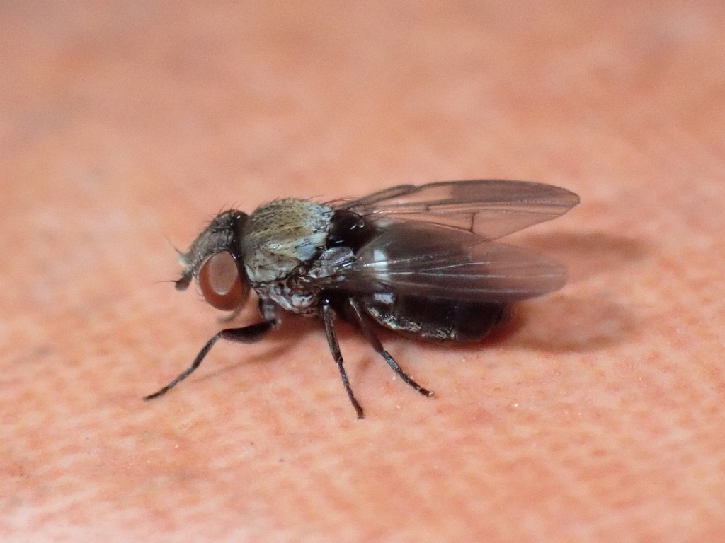 Milichia canariensis