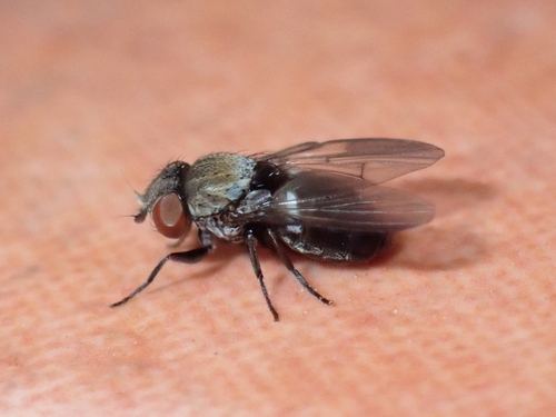 Milichia canariensis
