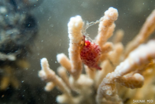 Crenavolva striatula
