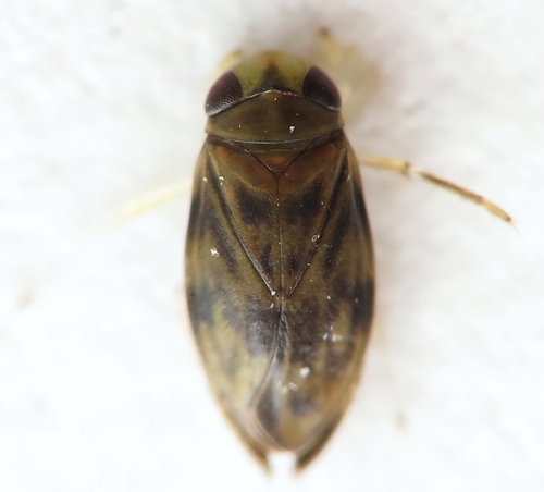 Micronecta minutissima