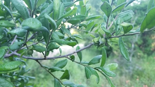 Diospyros texana